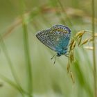 Im Wiesenhochwald