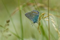 Im Wiesenhochwald