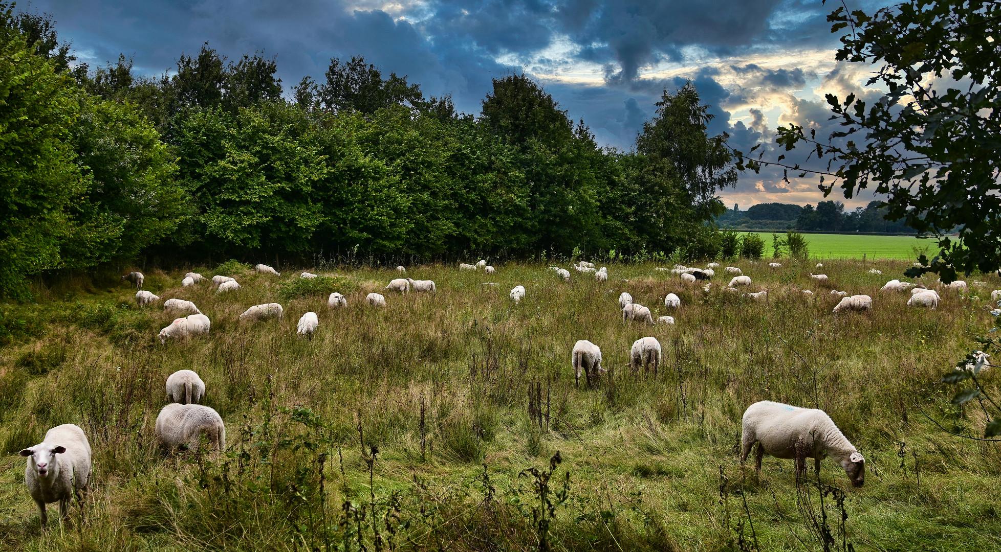 Im Wiesenland