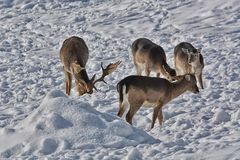 Im Wild- und Berghof