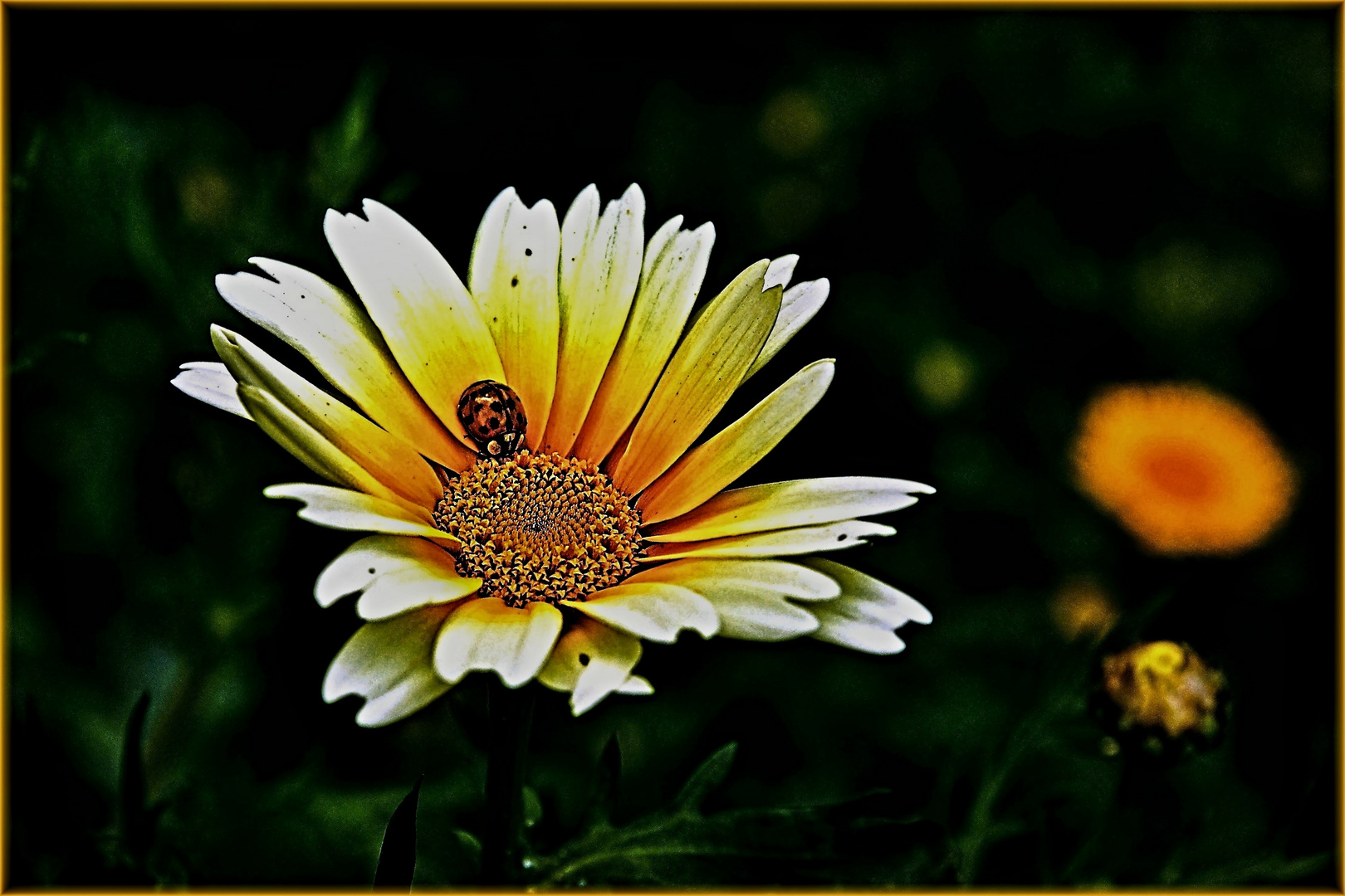 Im Wildblumenbeet
