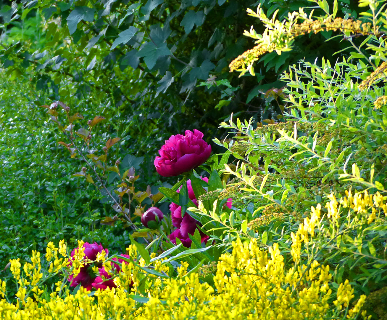 Im wilden Garten