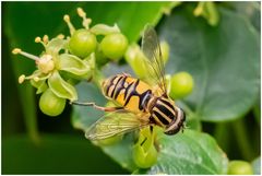 im wilden Wein