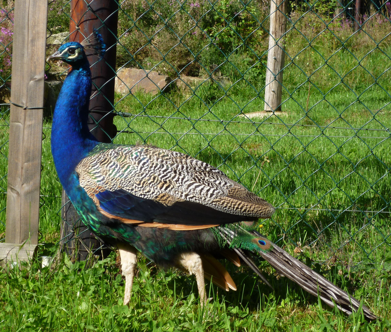 Im Wildfreigehege Hellental