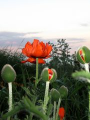 Im Wildgarten