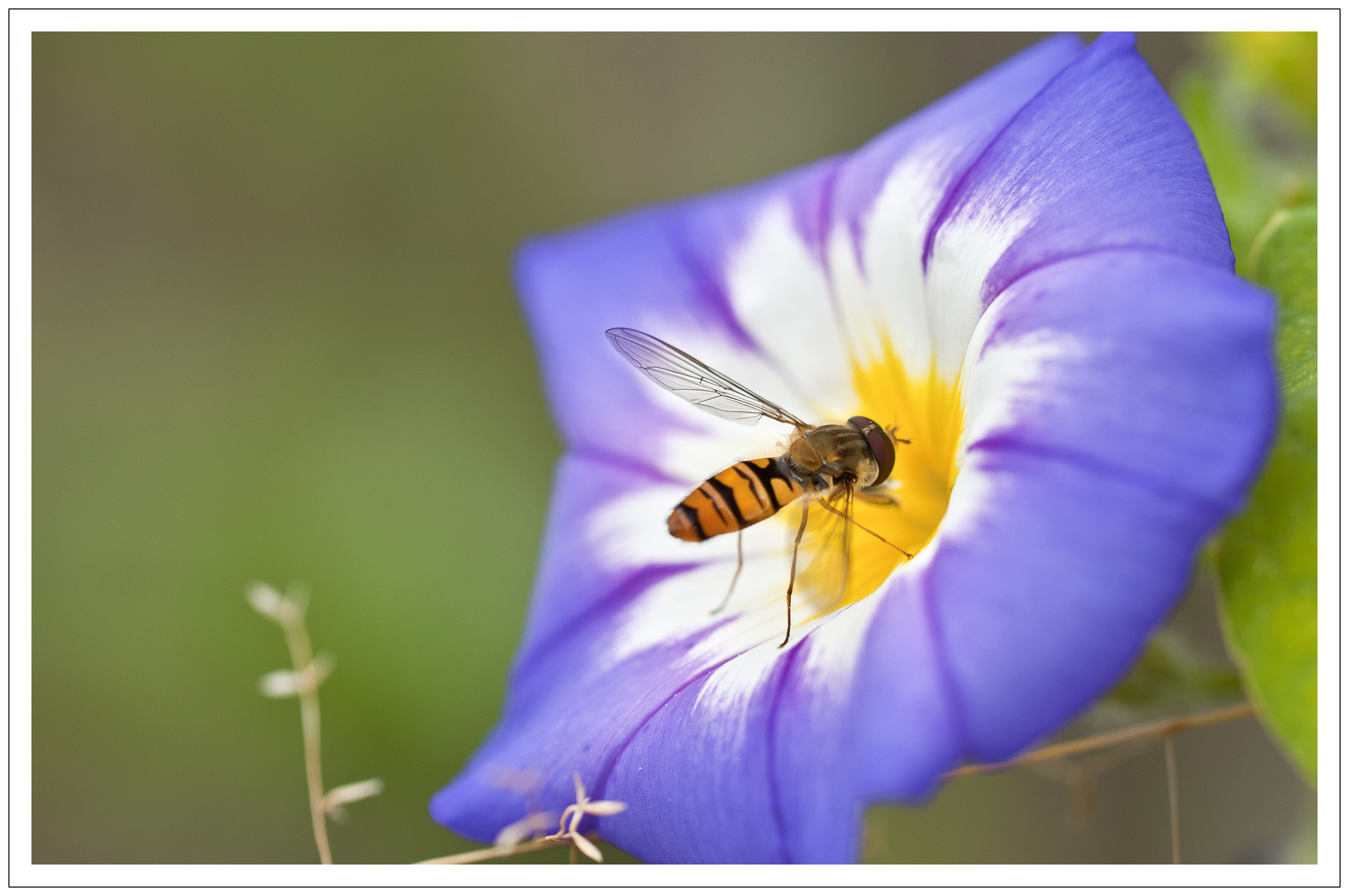 Im Wildgarten