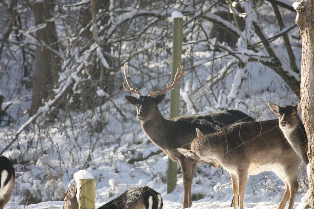 im Wildgehege als noch Schnee lag