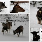 Im Wildgehege - Dans le parc à gibier