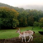 Im Wildgehege Velbert-Tönisheide.