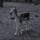 Im Wildpark 1