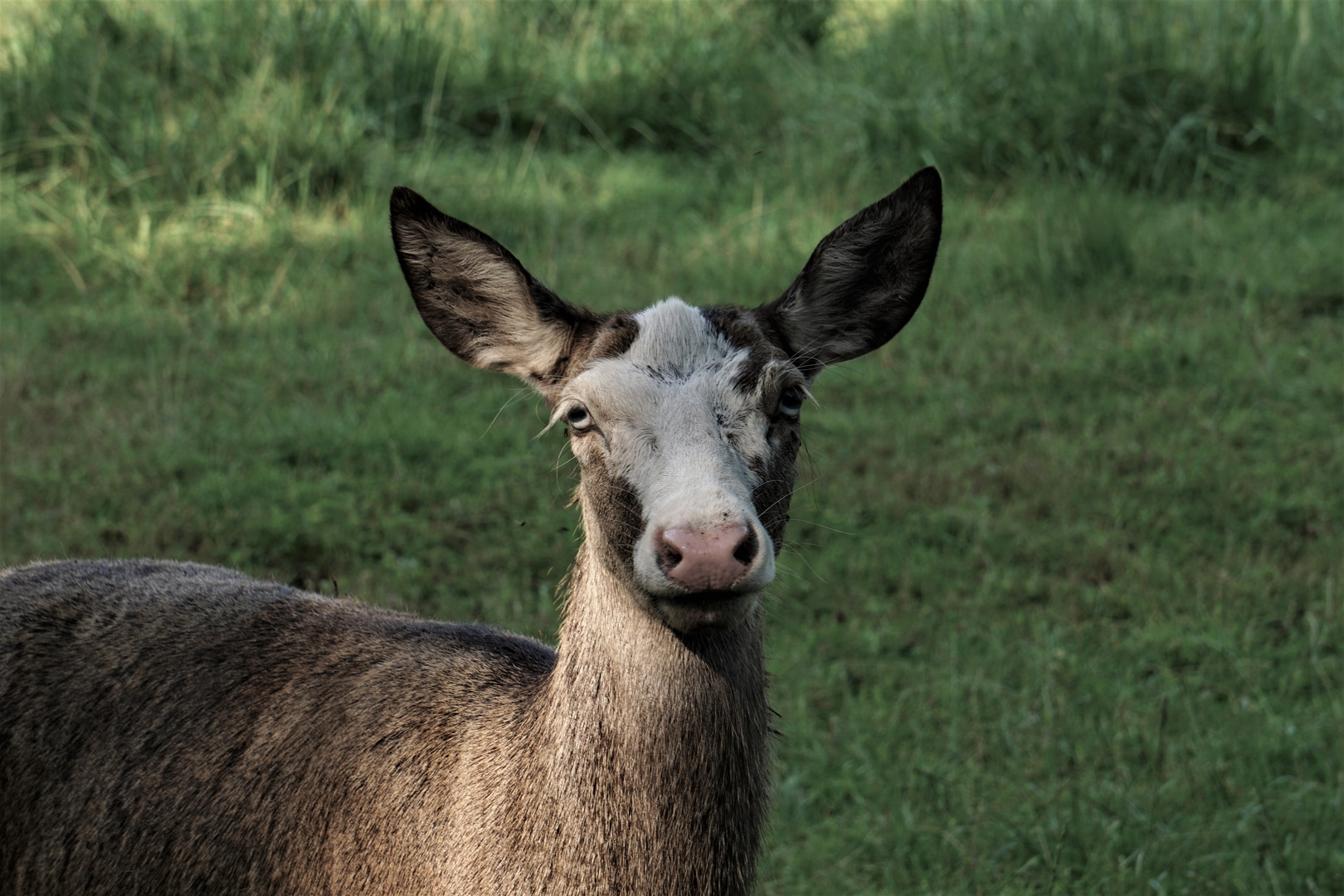 im Wildpark 2019