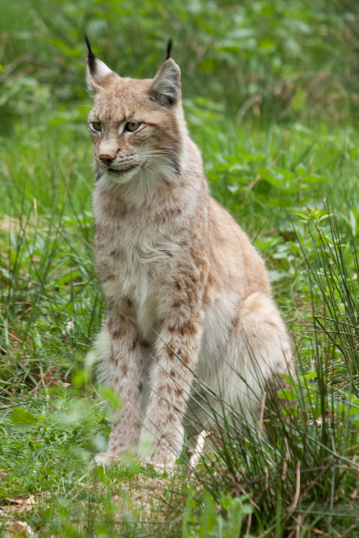 Im Wildpark - 3