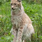 Im Wildpark - 3