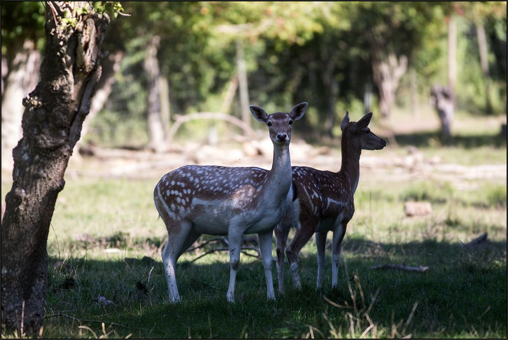 Im Wildpark