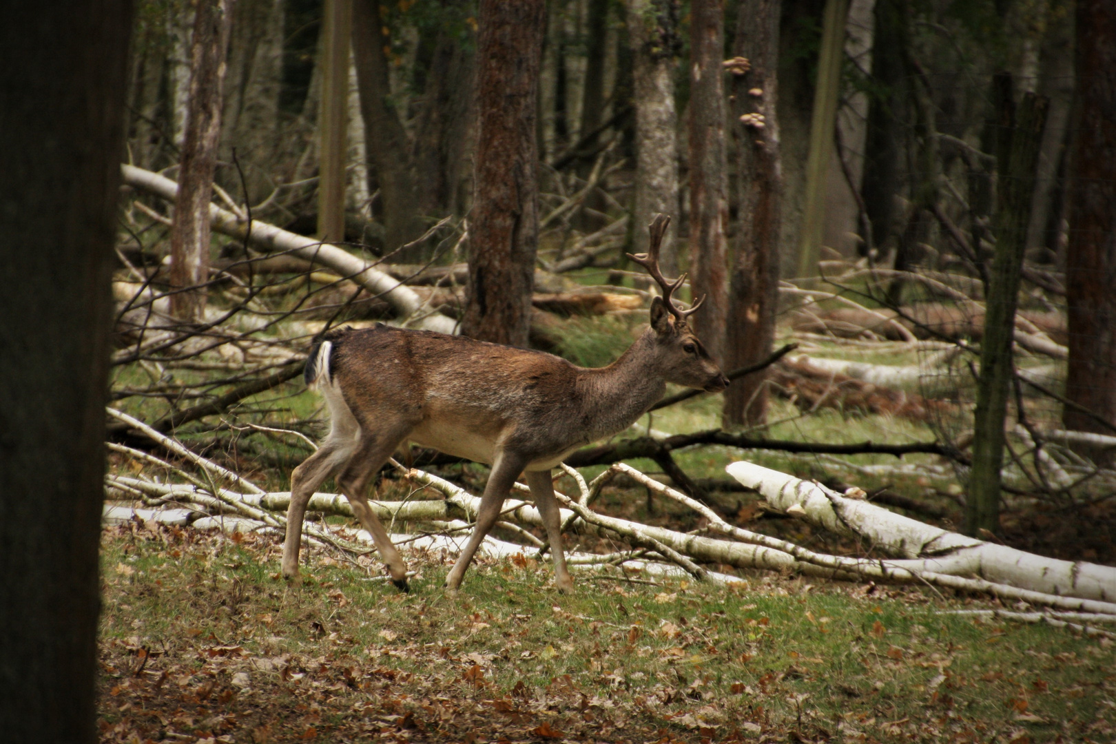 Im Wildpark