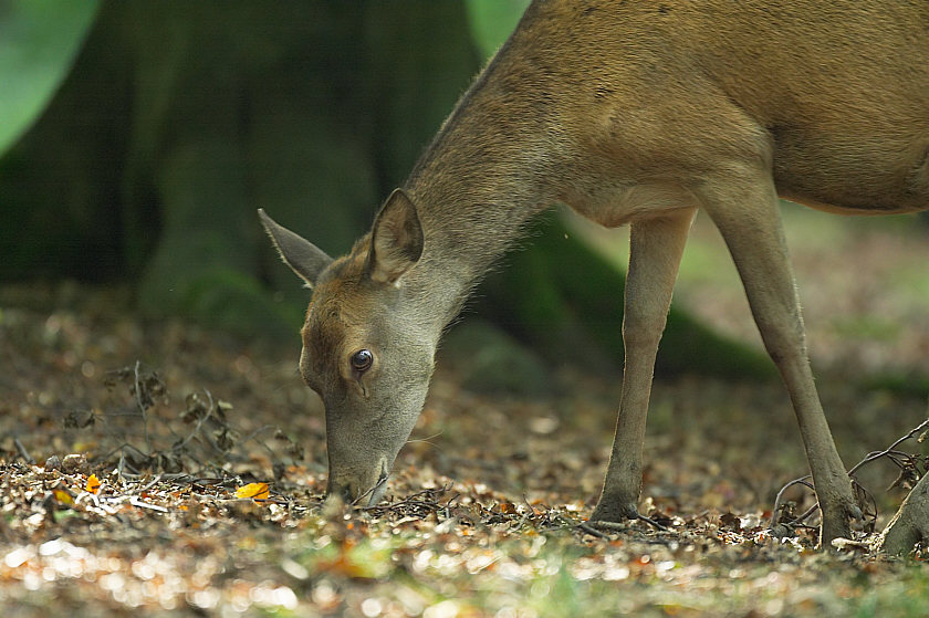 Im Wildpark