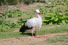 im Wildpark - Alte Fasanerie die - Hanau