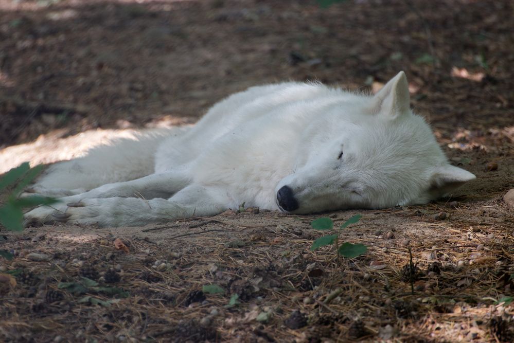 im Wildpark - Alte Fasanerie - Hanau