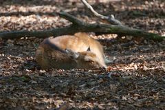 im Wildpark - Alte Fasanerie - Hanau