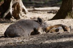 im Wildpark - Alte Fasanerie - Hanau