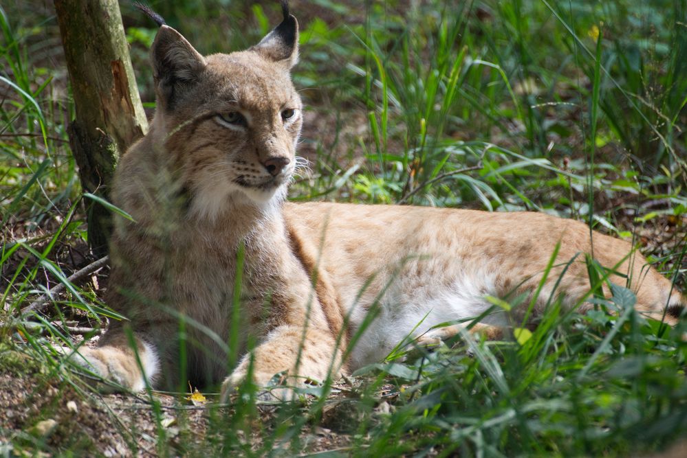 im Wildpark - Alte Fasanerie - Hanau