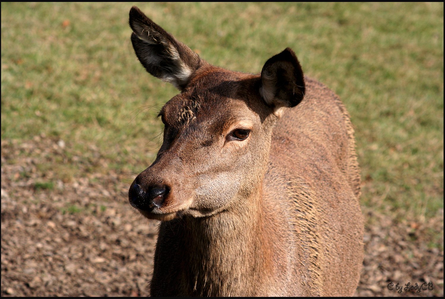 Im Wildpark Bad Mergentheim 2009