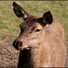 Im Wildpark Bad Mergentheim 2009