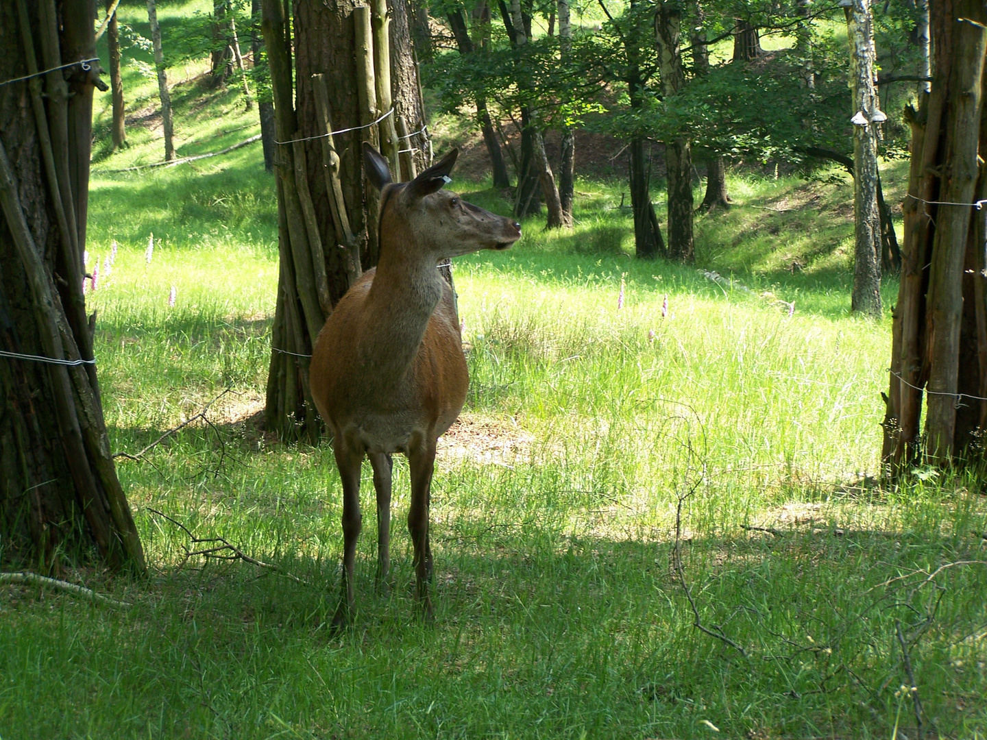 Im Wildpark bei Chemnitz