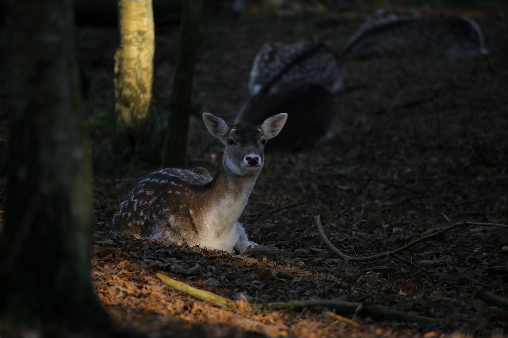 Im Wildpark