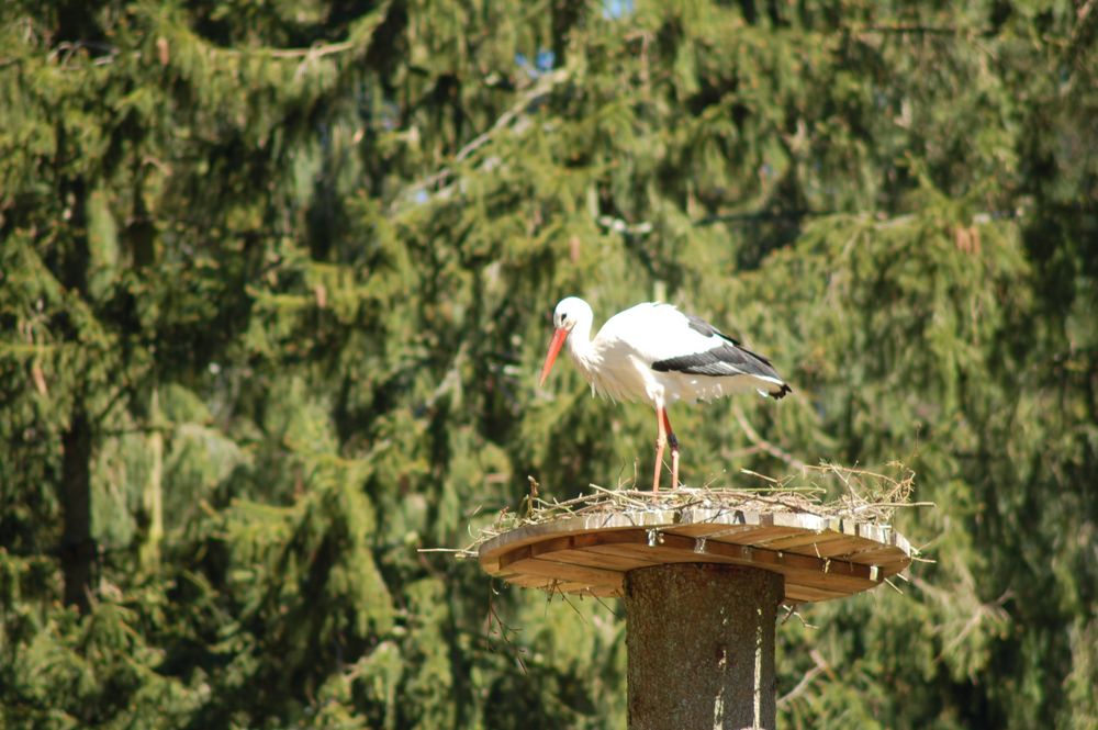 im Wildpark Eekholt