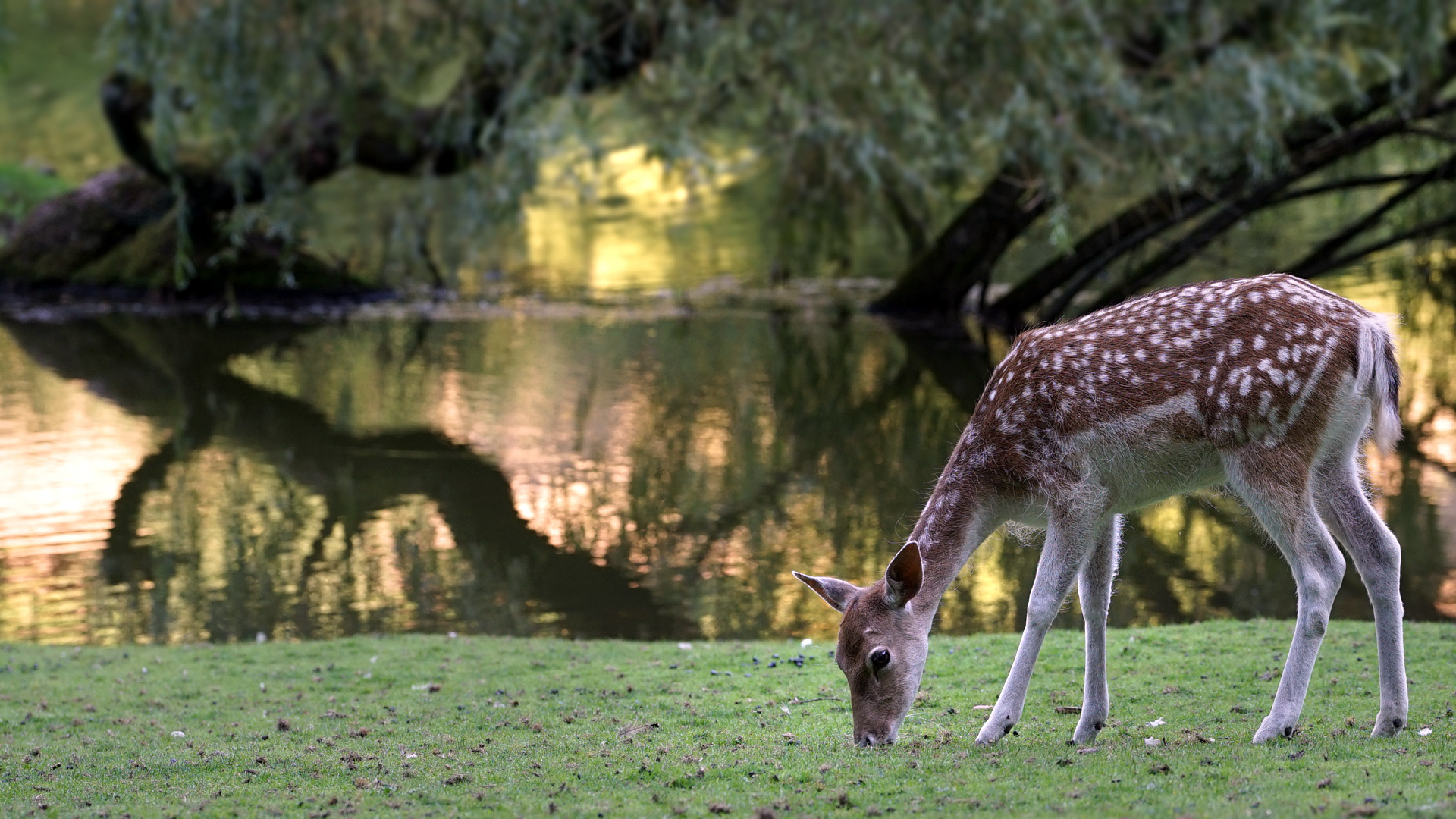 Im Wildpark