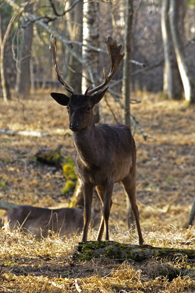 Im Wildpark im Frühling =)