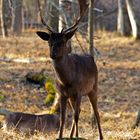 Im Wildpark im Frühling =)