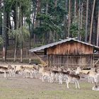 Im Wildpark Johannismühle