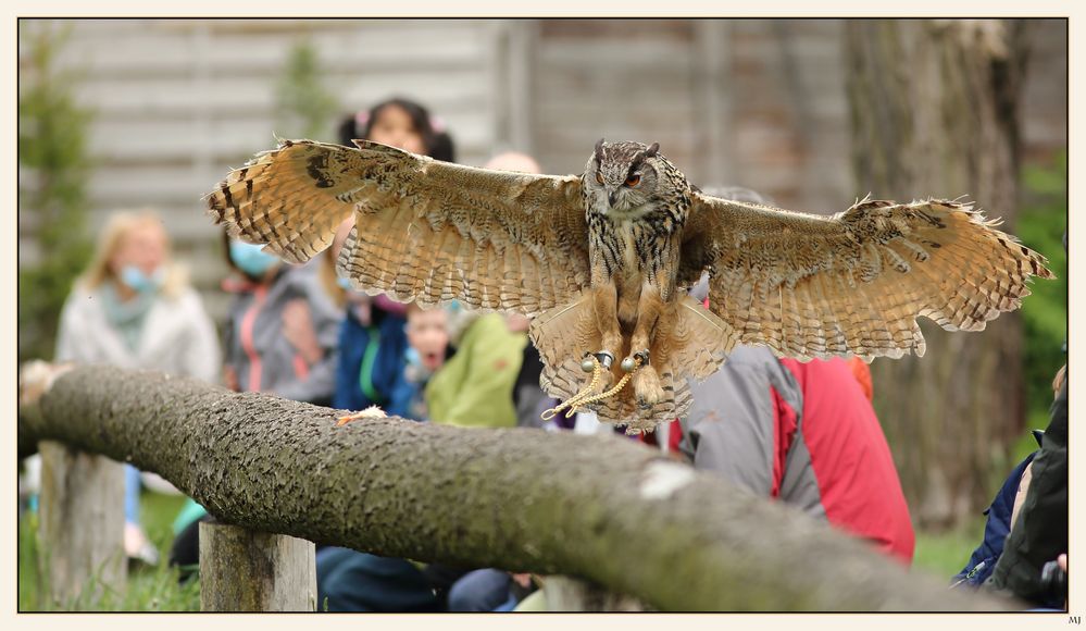 Im Wildpark Johannismühle