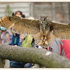 Im Wildpark Johannismühle