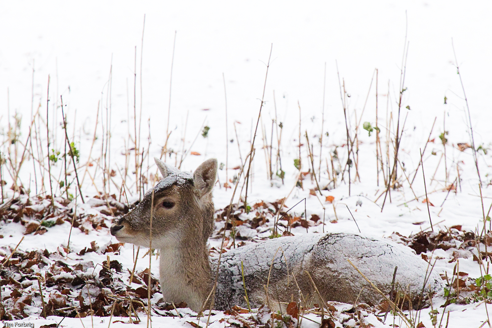 Im Wildpark liegt Schnee!