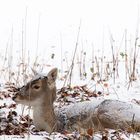 Im Wildpark liegt Schnee!