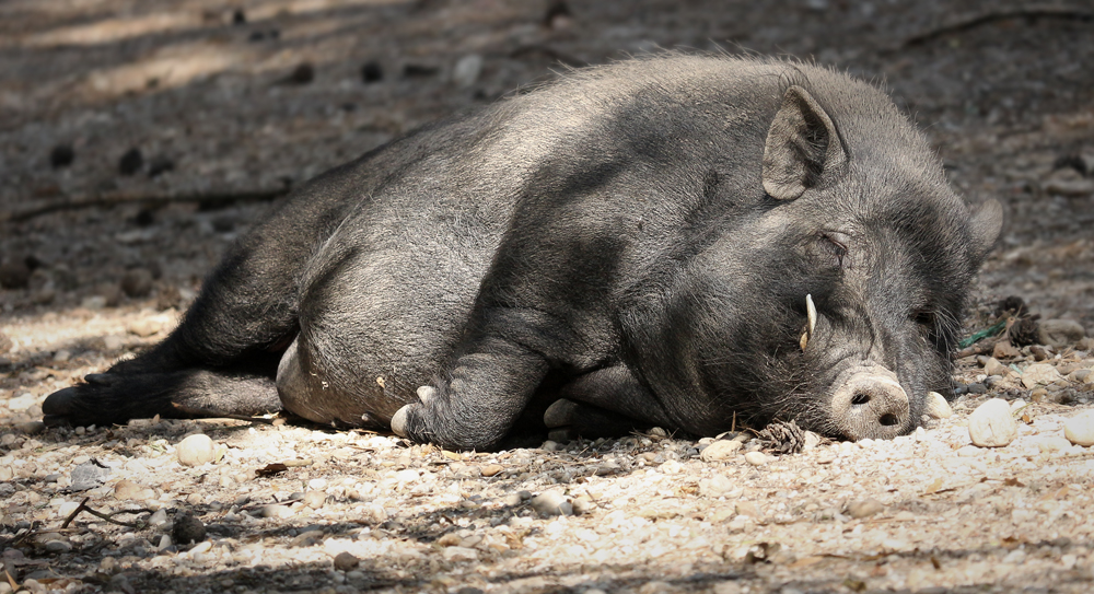 Im Wildpark Ortenburg 3