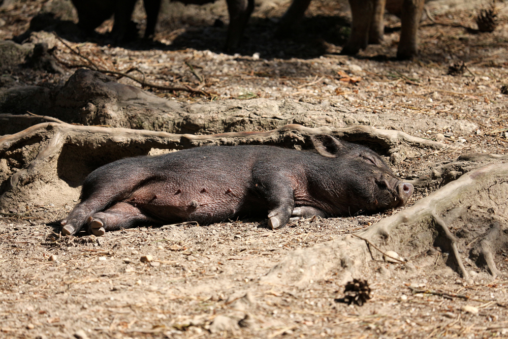 Im Wildpark Ortenburg 4 - Siesta