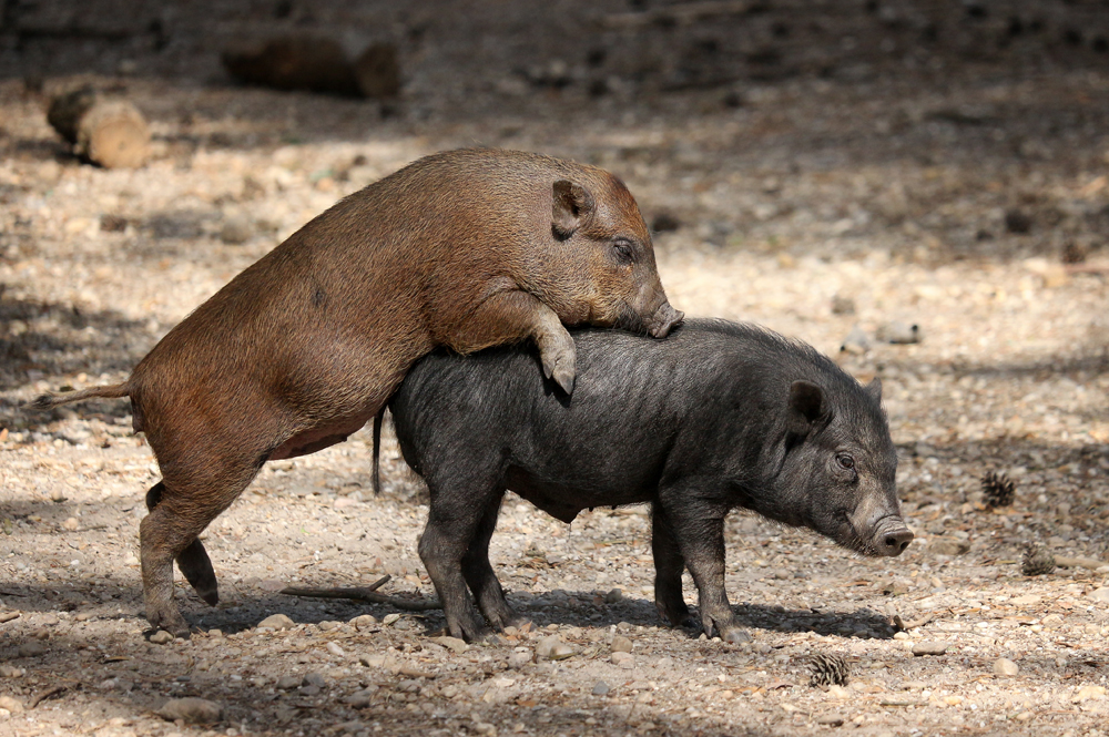 Im Wildpark Ortenburg 5