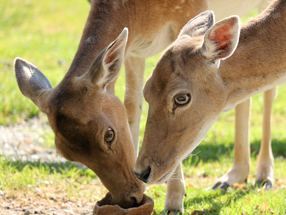 Im Wildpark Ortenburg