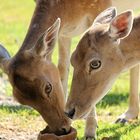 Im Wildpark Ortenburg