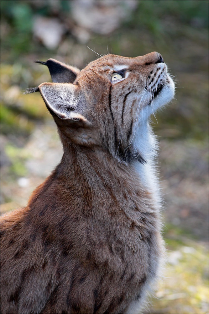 Im Wildpark Pforzheim...