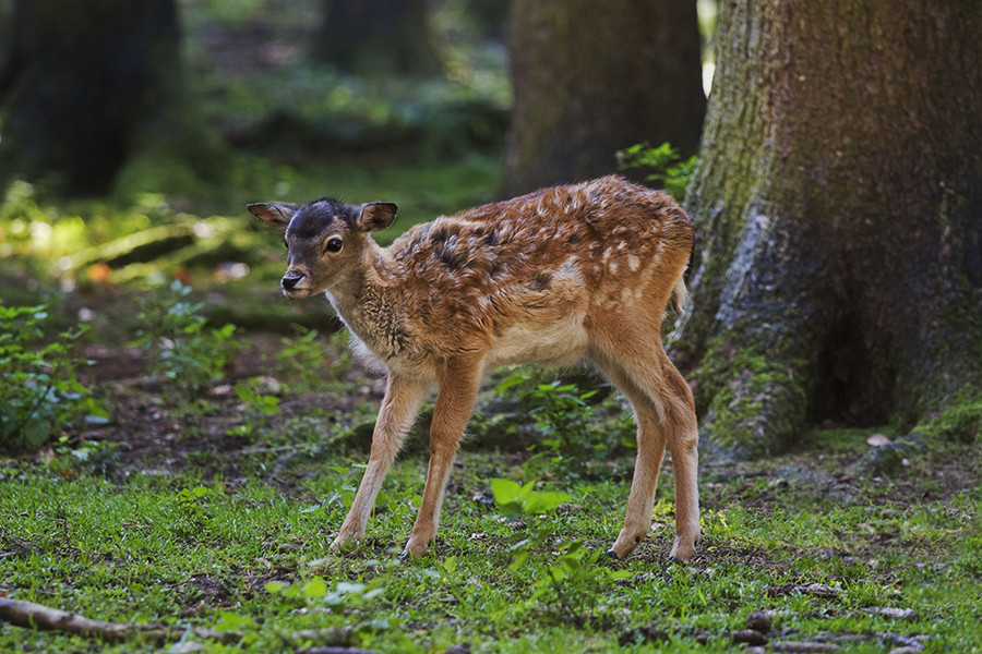 Im Wildpark Poing