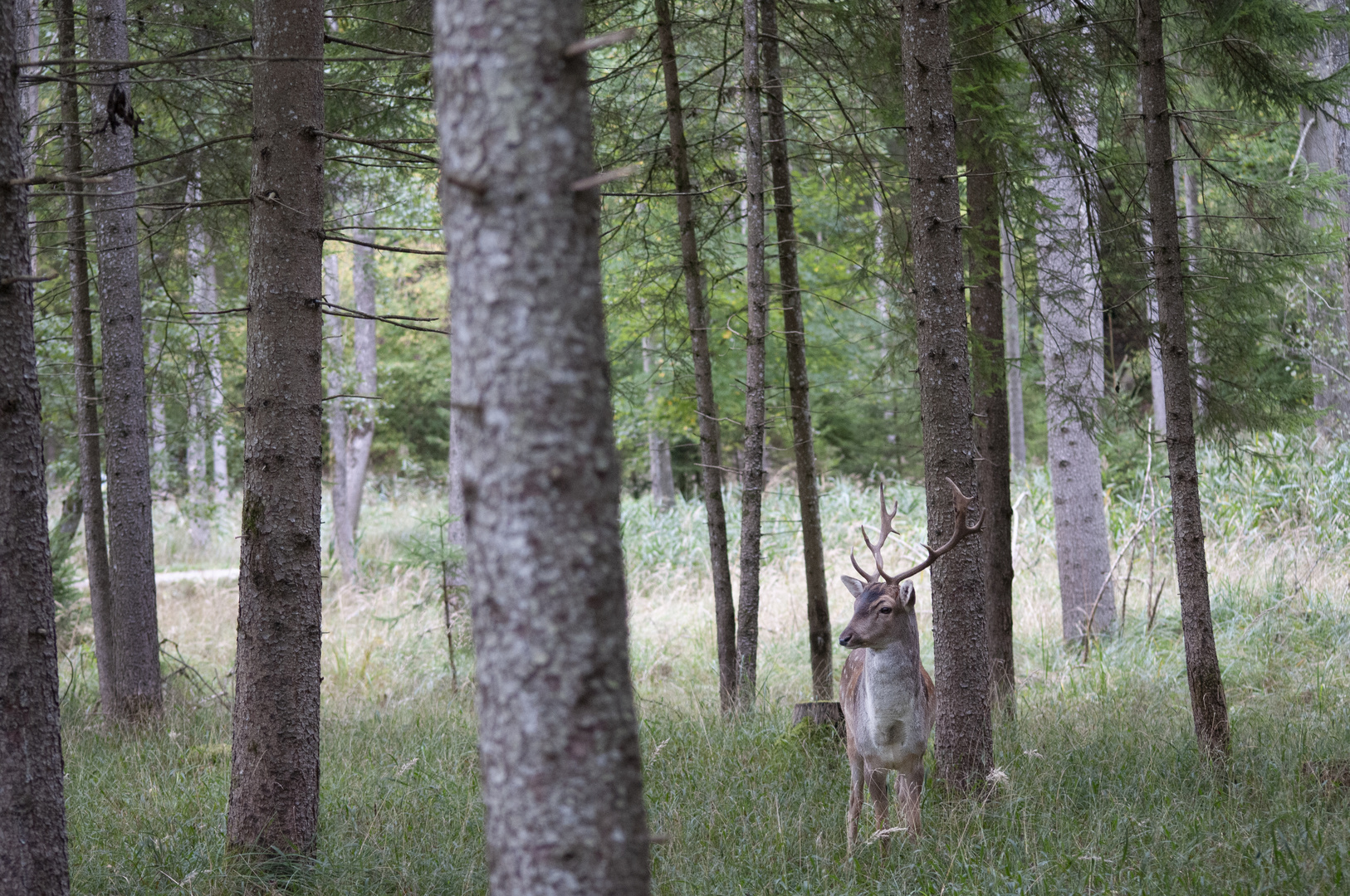 Im Wildpark von Landsberg