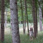 Im Wildpark von Landsberg