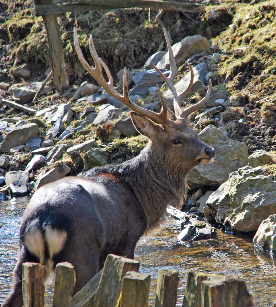 Im Wildpark Warstein