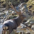 Im Wildpark Warstein