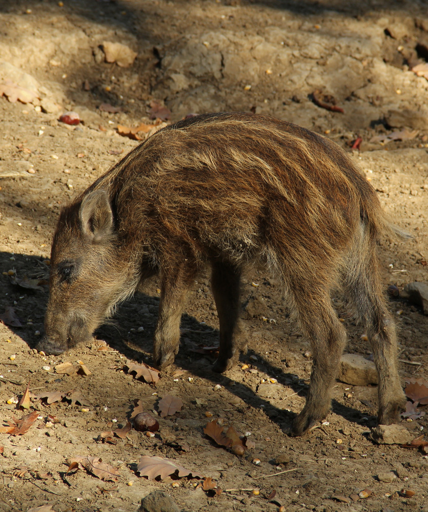 Im Wildschweingehege